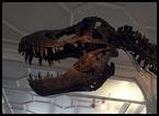 BIMS visit to the Manchester Museum